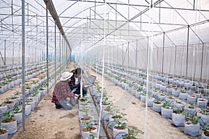 Agricultural researcher with the tablet slowly inspect plants. Young agronomists monitor the harvest. photo