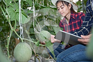 Agricultural researcher with the tablet slowly inspect plants. Young agronomists monitor the harvest. photo