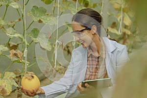 Agricultural researchers develop crop calendars and workflows to enhance melon production. Grades, organizes, selects, and picks