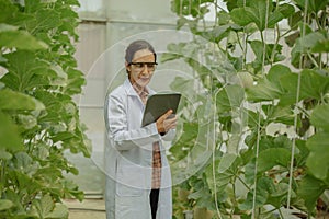 Agricultural researchers develop crop calendars and workflows to enhance melon production. Grades, organizes, selects, and picks