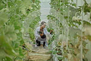 Agricultural researchers develop crop calendars and workflows to enhance melon production. Grades, organizes, selects, and picks