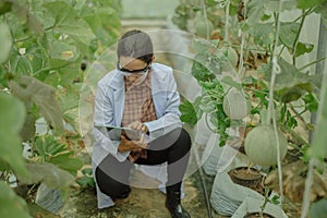 Agricultural researchers develop crop calendars and workflows to enhance melon production. Grades, organizes, selects, and picks