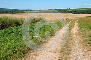 Agricultural road goes along the field with crops