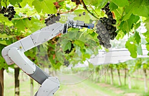 Agricultural robot assistant harvesting grapes to analyze the grape growth, Smart farm concept