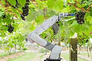 Agricultural robot assistant harvesting grapes to analyze the grape growth, Smart farm concept