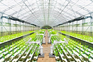 Agricultural robot water spraying or detect weed in hydroponic garden, Technology smart farm concept photo