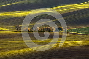 Agricultural Rolling Spring / Autumn Landscape.Natural Landscape In Brown And Yellow Color. Waved Cultivated Row Field With Beauti photo