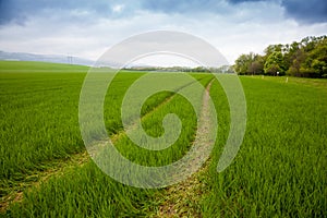 Agricultural rural background. Panoramic view to spring landscape with a field of green winter wheat seedlings