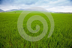 Poľnohospodárske vidiecke pozadie. Panoramatický výhľad na jarnú krajinu s poľom zelených sadeníc ozimnej pšenice