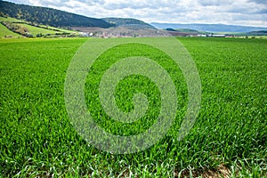 Agricultural rural background. Panoramic view to spring landscape with a field of green winter wheat seedlings