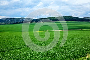 Agricultural rural background. Panoramic view to spring landscape with a field of green winter wheat seedlings