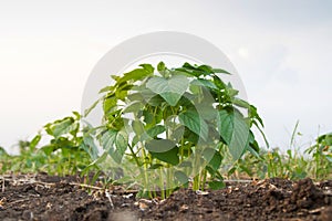 Agricultural at rural farmland