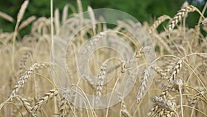 Agricultural Rural Ripe Wheat Field