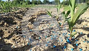 Agricultural scene. Mineral in cerood supplement of the ears of corn. Mineral in cereal crops. Spanish agricultural industry, EU.