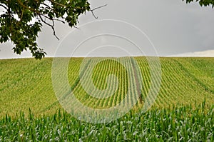 Agricultural scenery of beautiful corn field. Copy space.