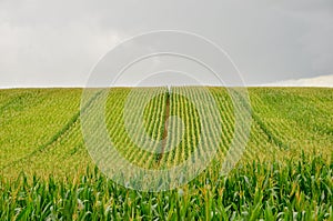 Agricultural scenery of beautiful corn field. Copy space.