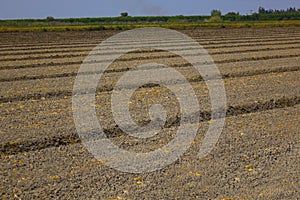 Agricultural scenery with a newly planted potato crop