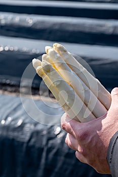 Agricultural seasonal farm worker holding in hands bunch of fresh white asparagus, new harvest in Europe