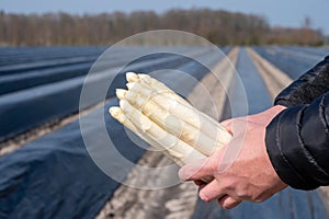 Agricultural seasonal farm worker holding in hands bunch of fresh white asparagus, new harvest in Europe