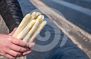 Agricultural seasonal farm worker holding in hands bunch of fresh white asparagus, new harvest in Europe