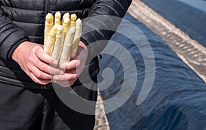 Agricultural seasonal farm worker holding in hands bunch of fresh white asparagus, new harvest in Europe