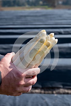 Agricultural seasonal farm worker holding in hands bunch of fresh white asparagus, new harvest in Europe