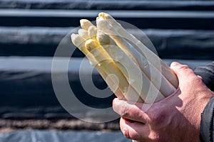 Agricultural seasonal farm worker holding in hands bunch of fresh white asparagus, new harvest in Europe