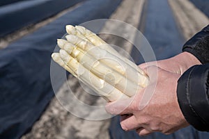 Agricultural seasonal farm worker holding in hands bunch of fresh white asparagus, new harvest in Europe