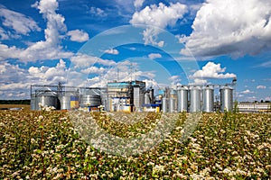 Agricultural Silos on the background of flowering buckwheat. Storage and drying of grains, wheat, corn, soy, sunflower against the