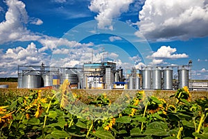 Agricultural Silos on the background of sunflowers. Storage and drying of grains, wheat, corn, soy, sunflower against the blue sky