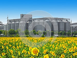 Agricultural Silos - Building Exterior, Storage and drying of grains, wheat, corn, soy, sunflower against the blue sky with