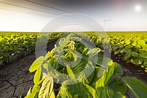 Agricultural soy plantation on sunny day