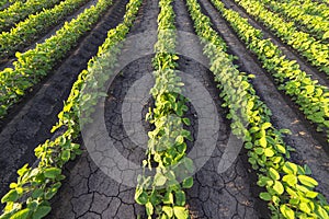 Agricultural soy plantation on sunny day