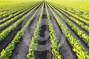 Agricultural soy plantation on sunny day