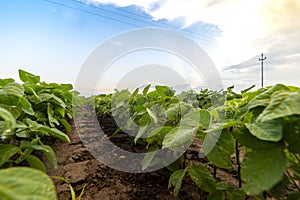 Agricultural soy plantation on sunny day