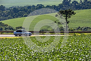 Agricultural soy plantation on sunny day , with an araucaria tree and a car passing by in the background