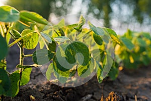 Agricultural soy plantation on sunny day - Green growing soybea