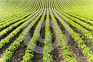 Agricultural soy plantation on sunny day - Green growing soybea