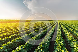 Agricultural soy plantation on sunny day - Green growing soybea