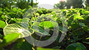 Agricultural soy plantation on sunny day. Soy agriculture. Selective focus