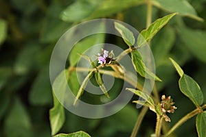 Agricultural soybean flower and pods plantation background on sunny day. Green growing soybeans against sunlight