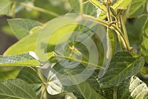 Agricultural soybean flower and pods plantation background on sunny day. Green growing soybeans against sunlight