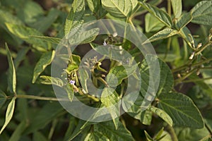 Agricultural soybean flower and pods plantation background on sunny day. Green growing soybeans against sunlight