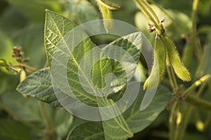 Agricultural soybean flower and pods plantation background on sunny day. Green growing soybeans against sunlight
