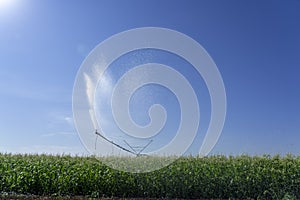 Agricultural Sprinkler on Cornfield Spraying Water Against Blue Sky