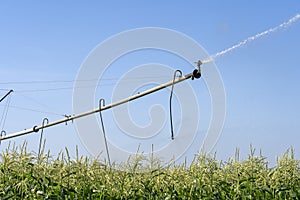 Agricultural Sprinkler Spraying Water on Corn Crop