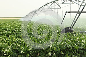 An agricultural sprinkler system irrigating a field of Idaho sugar beets.