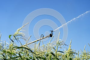 Agricultural Sprinkler Watering a Field of Corn in a Dry Season