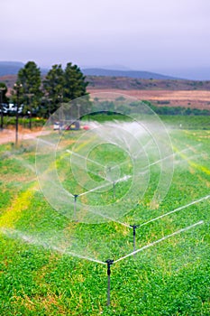 Agricultural sprinklers watering in a field,
