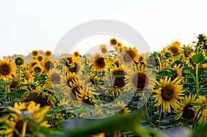 Agricultural sunflower field on bright summer sultry day, agriculture concept